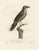 After Louis Jean Pierre Vieillot, Ornithological Study of a Northern Shrike, 1807, Large Hand-Finished Print For Sale - Image 5 of 8