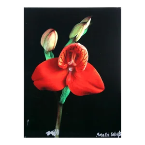 Red Orchid From the Metallic Sets, Jonathan Singer