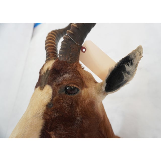 Brown Blesbok Antelope Mount Bust Head For Sale - Image 8 of 17