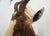 Brown Blesbok Antelope Mount Bust Head For Sale - Image 8 of 17