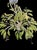 2010s Hollywood Regency Tole 6 Light Palm Leaf Crystal Chandelier For Sale - Image 5 of 11