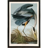 Great Blue Heron Print in Black Veneer With Silver Edge Moulding, After Audubon For Sale