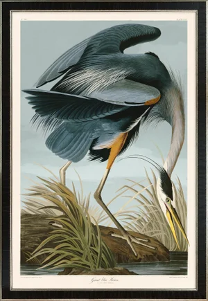Great Blue Heron Print in Black Veneer With Silver Edge Moulding, After Audubon