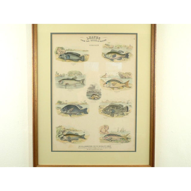 Illustration Framed Fish Print Antique "Leaves From the Book of Nature" Leaf No. 3 Pub Dublin 1850 For Sale - Image 3 of 8