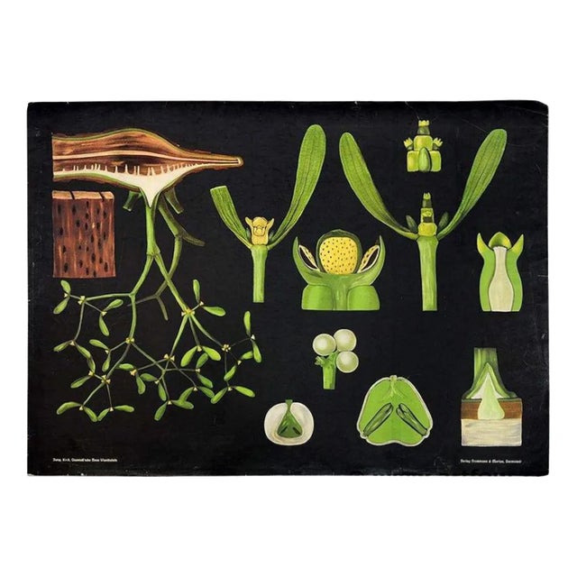 Antique Mistletoe Christmas Decoration Wall Chart Poster by Jung Koch Quentell For Sale