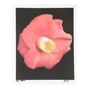 Pink Blossom, Jonathan Singer, Photography