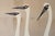 Vintage Mid Century Japanese Cranes Painting Signed Campos For Sale In San Francisco - Image 6 of 14