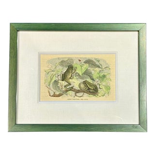 1855 Green Tree Frog, Framed For Sale