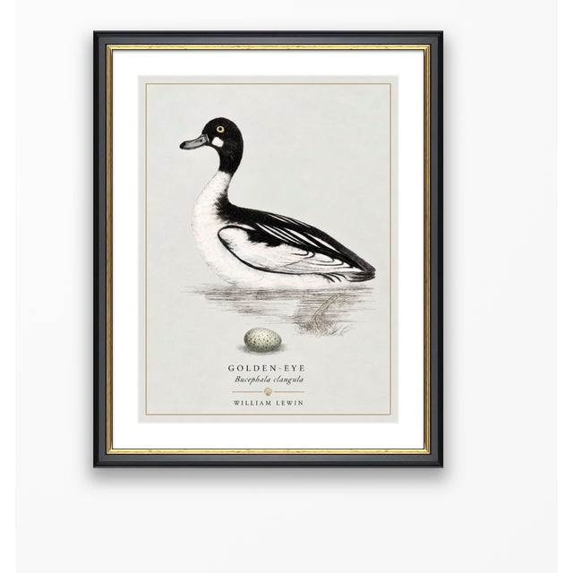 William Lewin 1789 Waterbirds Fine Art Gallery Board Print - The Golden Eye For Sale In San Antonio - Image 6 of 11