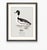 William Lewin 1789 Waterbirds Fine Art Gallery Board Print - The Golden Eye For Sale In San Antonio - Image 6 of 11