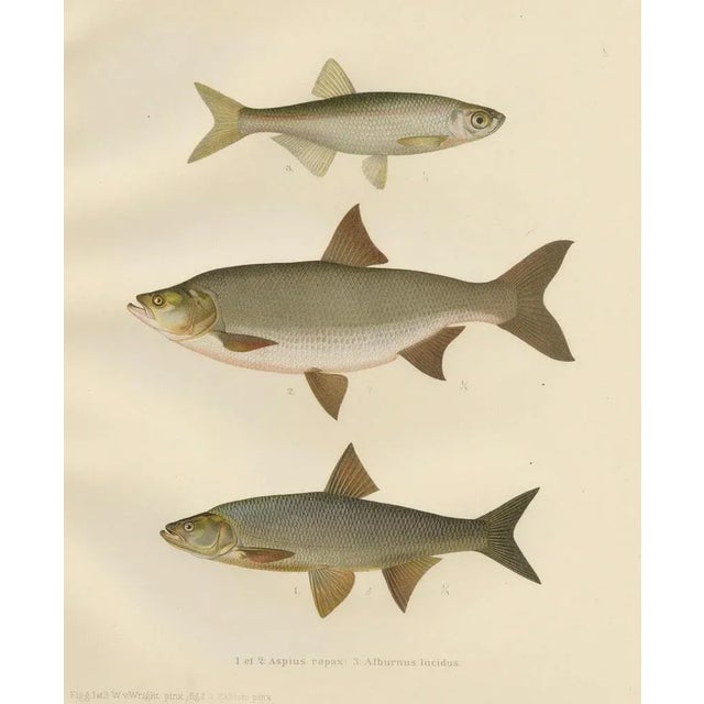 Paper Asp and Bleak, 1895, Paper For Sale - Image 7 of 10