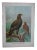 Antique 19th Century Lithograph-Birds of Prey-Large Folio For Sale