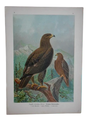 Antique 19th Century Lithograph-Birds of Prey-Large Folio