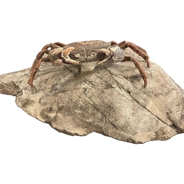 An exceptionally preserved fossil crab identified as Galene granulifera, dating to the Pliocene Epoch and originating from...