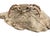 An exceptionally preserved fossil crab identified as Galene granulifera, dating to the Pliocene Epoch and originating from...