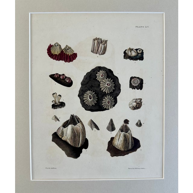 Limpet Shells, 19th Century Print (Unframed) For Sale - Image 4 of 5