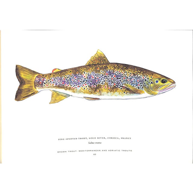 "Trout of the World" 2003 Prosek, James For Sale - Image 9 of 9