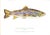 "Trout of the World" 2003 Prosek, James For Sale - Image 9 of 9