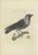 Late 18th Century Antique Bird Print of the Western Jackdaw by Sepp & Nozeman, 1797 For Sale - Image 5 of 5