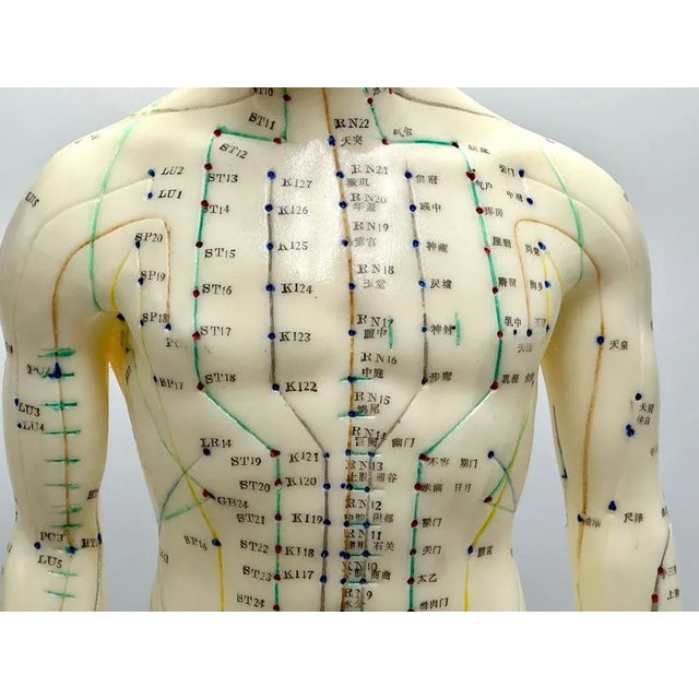 Ivory Vintage Vinyl Meridian Model from Newgen Medicals, 1970 For Sale - Image 8 of 10