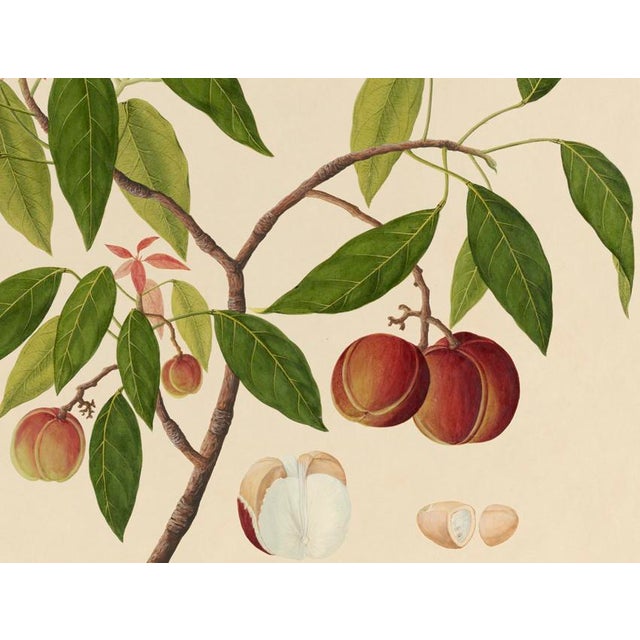 Golden Tropic Botanicals #18/22. beautifully reproduced as giclée prints using archival inks on imported English cotton...