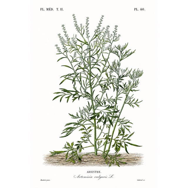 1870 G. Dupuis Lithographs From the Vegetable Kingdom Unframed — Understated Antique Natural History Illustrations Set of 6 For Sale In Milwaukee - Image 6 of 7