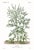 1870 G. Dupuis Lithographs From the Vegetable Kingdom Unframed — Understated Antique Natural History Illustrations Set of 6 For Sale In Milwaukee - Image 6 of 7