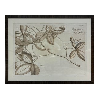 Natural Curiosities “Molago-Maram” Hortus Malabaricus Botanical Print, Framed For Sale