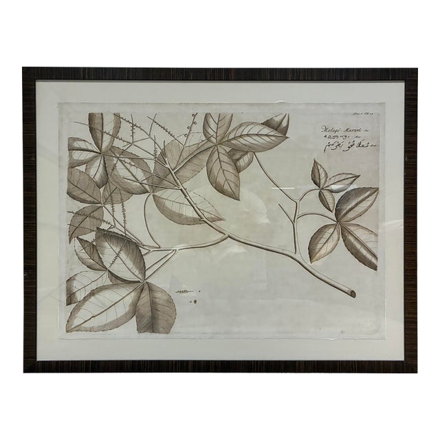 Natural Curiosities “Molago-Maram” Hortus Malabaricus Botanical Print, Framed For Sale