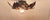 Handmade Florentine Autumn Leaf Ceiling Lamp, 1970s For Sale - Image 4 of 11