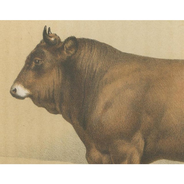 Borie, Parthenais Bull, French Cattle Breed, 1863, Chromolithograph For Sale - Image 4 of 9