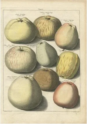 Knoop, Apples, 1758, Paper