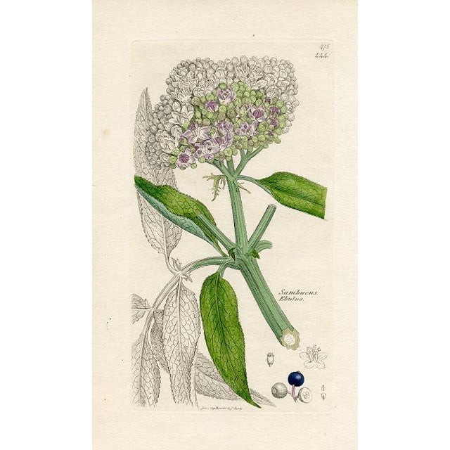 Original hand-colored botanical print from an early edition of “English Botany”, the monumental work by James Sowerby that...