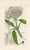 Original hand-colored botanical print from an early edition of “English Botany”, the monumental work by James Sowerby that...