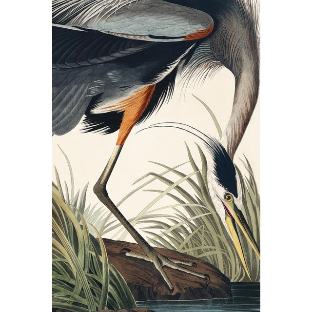 Audubon Flamingo & Heron Set, Vintage Art Print Reproductions, 24″ × 36″ For Sale - Image 9 of 10