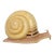 Rare Sergio Bustamante Signed/Numbered Snail Sculpture For Sale