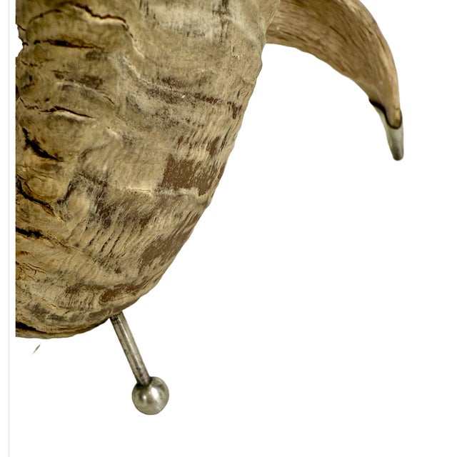 Large 1960s Curly Ram Horn & Silver Candlesticks For Sale - Image 11 of 13