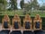 1900 Italian Rococo Gilded Beech Black Velvet Chairs – Set of 8pcs For Sale - Image 13 of 18