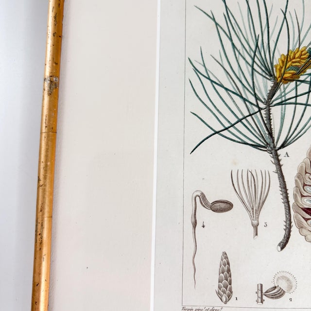 Wood Antique "Conifères" Framed Botanical Etched Illustration, 1800's French Pine Tree Art For Sale - Image 7 of 14