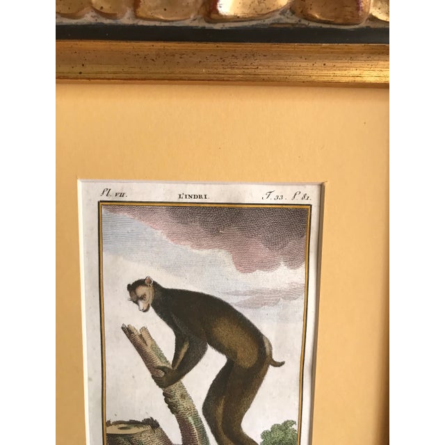 18th Century French De Buffon Engravings of Monkeys, Framed - Set of 2 For Sale - Image 4 of 13