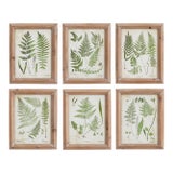 Assorted Frond Study Petite, Set Of 6 For Sale