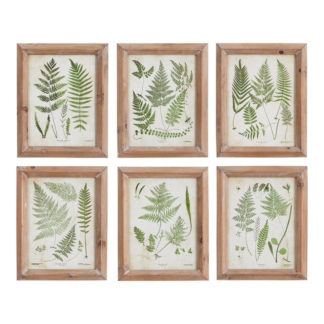Assorted Frond Study Petite, Set Of 6 For Sale
