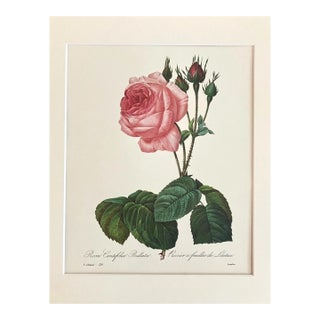 Vintage P J Redouté Print in 11x14 Mat -"Rosa Centifolia Bullata", Rose, EUC For Sale