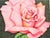 Vintage Rose Illustration -- "Georgia On My Mind" Beautiful and highly detailed illustration of a pink rose on a complex...