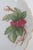 Ceramic May Wine by Barrington Porcelain Pedestal Plate Compote Candy Dish Stand 5106b For Sale - Image 7 of 17