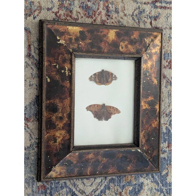 Vintage Taxidermy Butterflies Framed in an Oil Drop Frame For Sale In Charlotte - Image 6 of 14