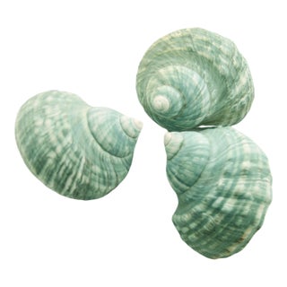 Aqua Turbo Shells – Set of 3 For Sale