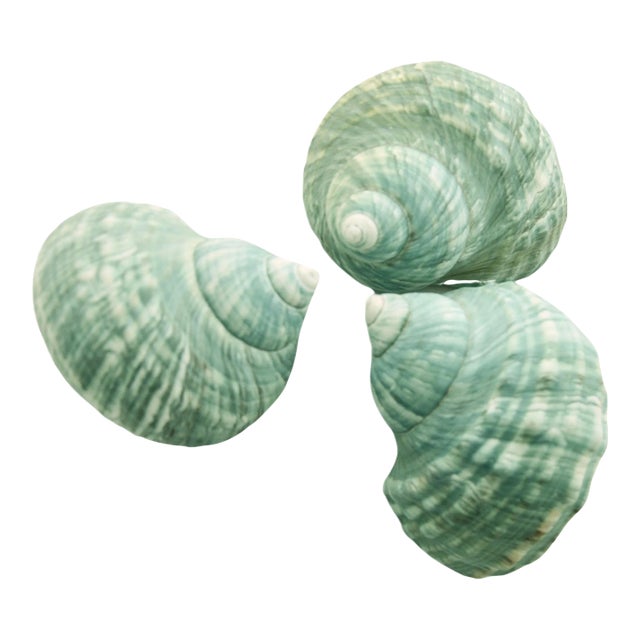 Aqua Turbo Shells – Set of 3 For Sale
