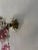 C 1930 Rare Pink Cranberry Fuchsia Murano Flowers Crystal Sconces One of Kind For Sale - Image 10 of 11