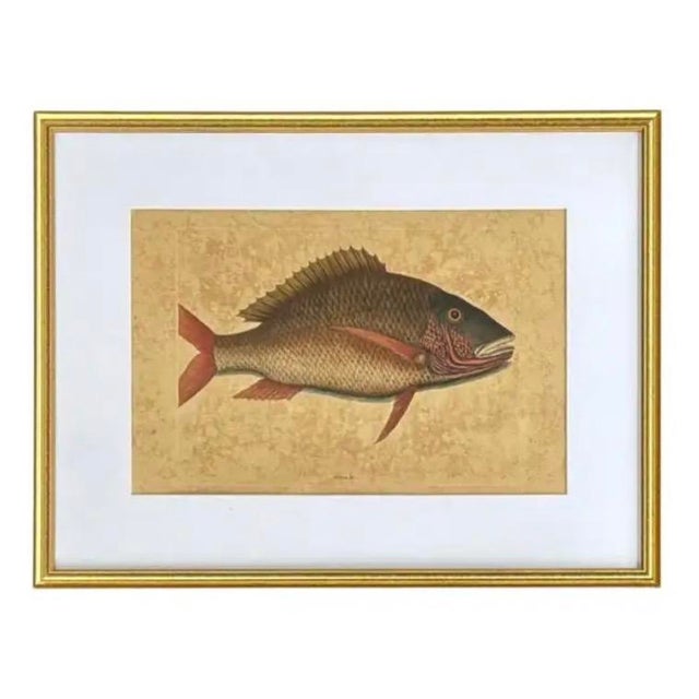 18th Century Framed Fish Engravings by Mark Catesby, a Pair For Sale In Tampa - Image 6 of 11